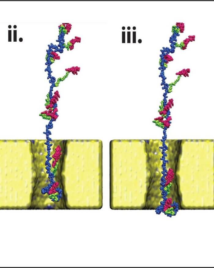 גאים בחוקרים שלנו פרופ' עמית מלר, והפוסט-דוקטורנט ד"ר ניראג' סוני על פריצת דרך!
